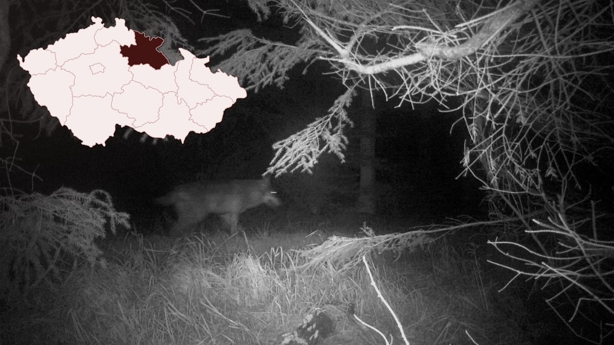 Záběry z fotopasti potvrdily výskyt vlků v Jizerských horách